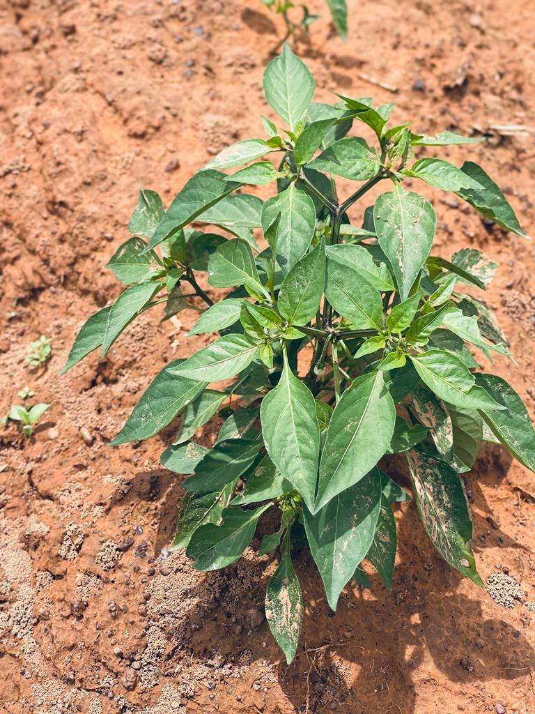 Agricultural Project